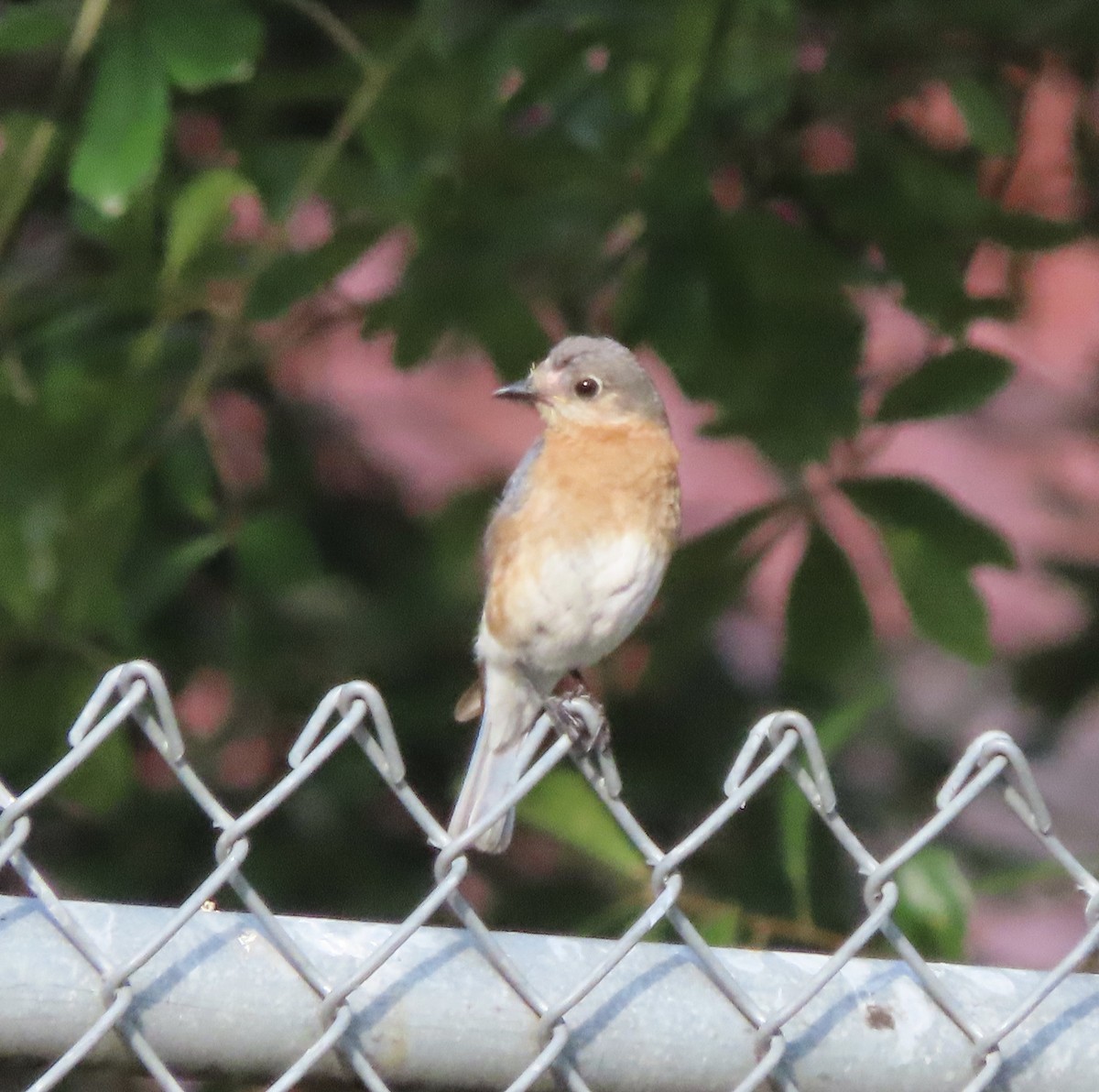 Eastern Bluebird - ML638614698
