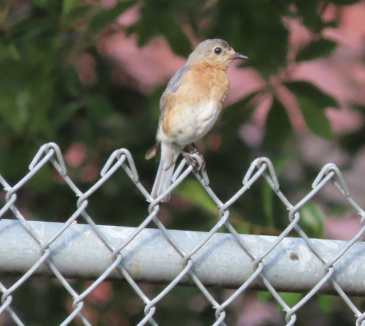 Eastern Bluebird - ML638614699