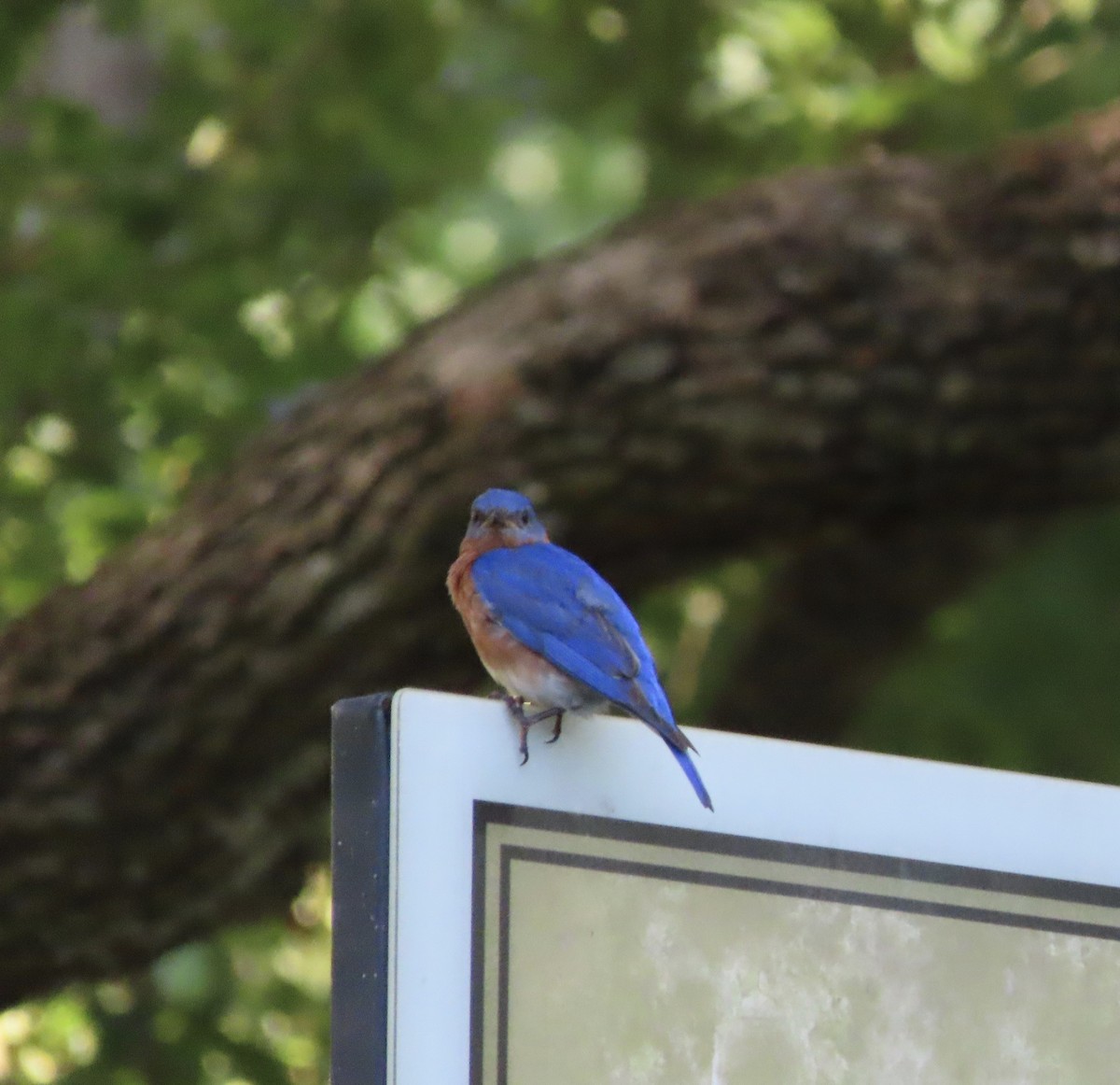 Eastern Bluebird - ML638614700