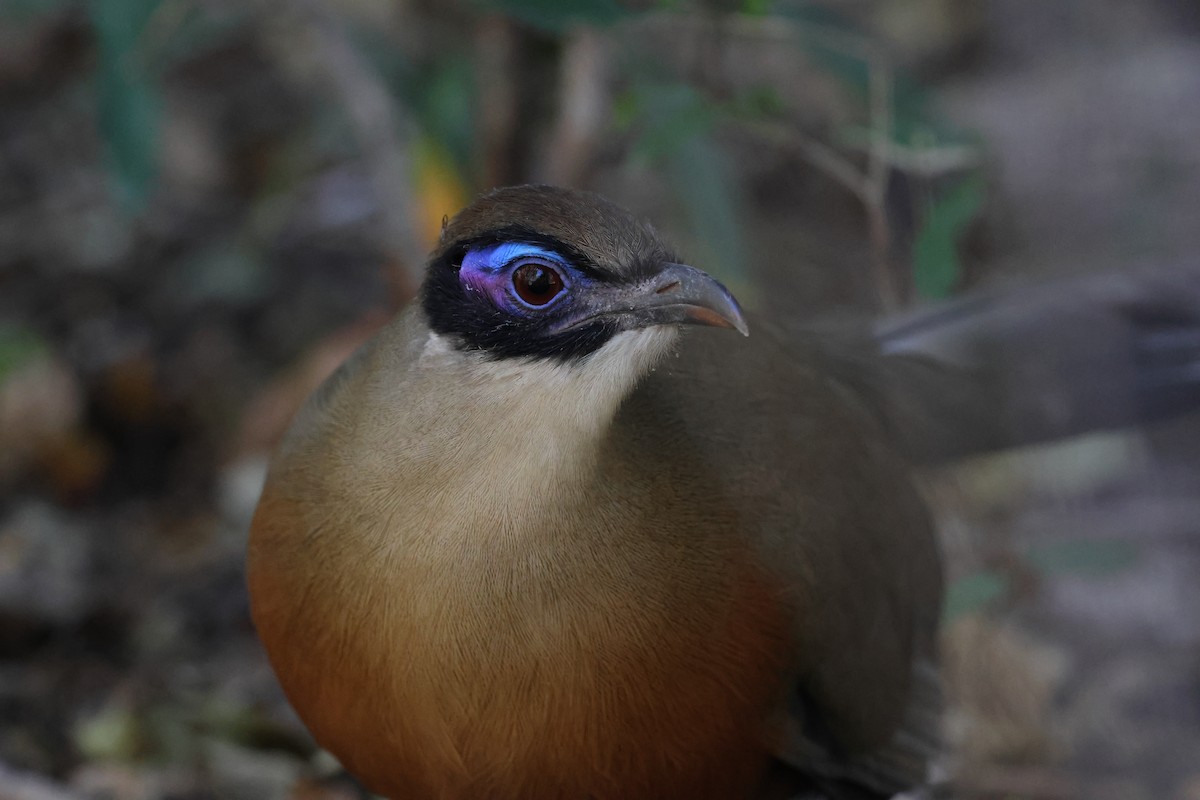 Coua géant - ML638614702