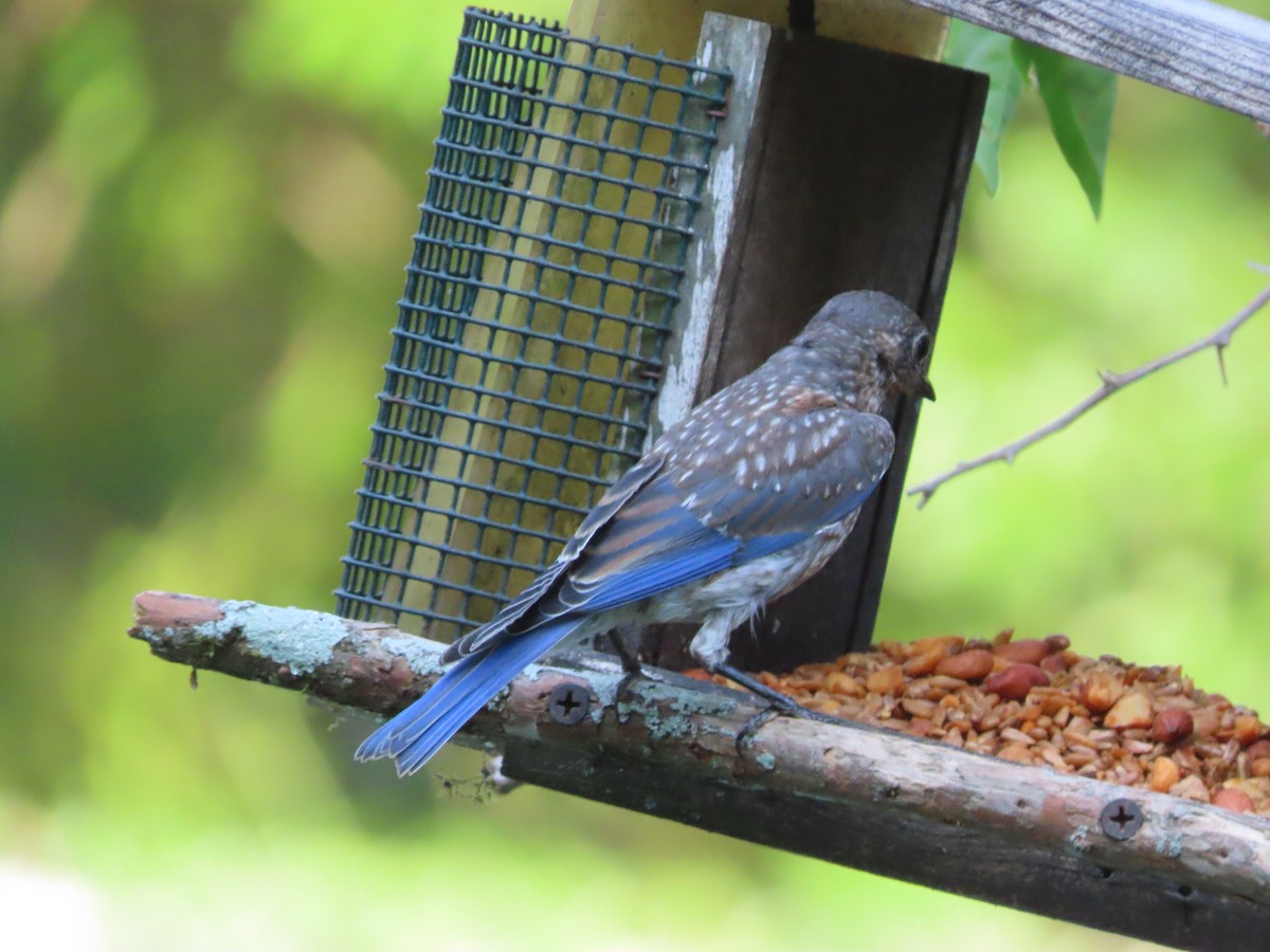 Eastern Bluebird - ML638614704