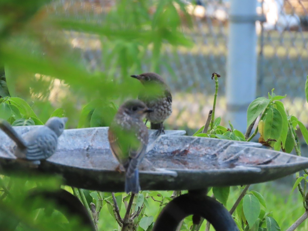 Eastern Bluebird - ML638614705