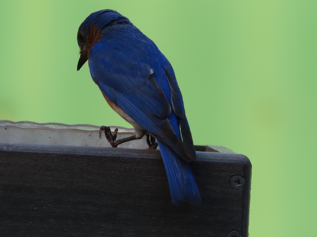Eastern Bluebird - ML638614706