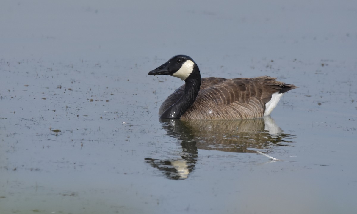 Canada Goose - ML638614714
