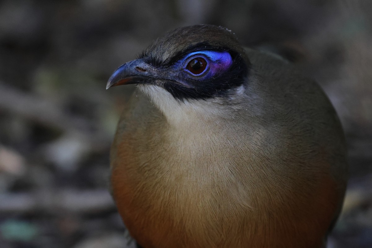Coua géant - ML638614722