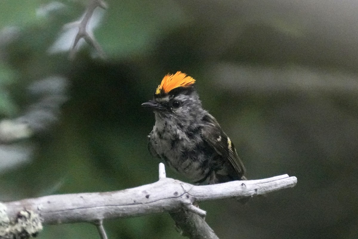 Golden-crowned Kinglet - ML638614737