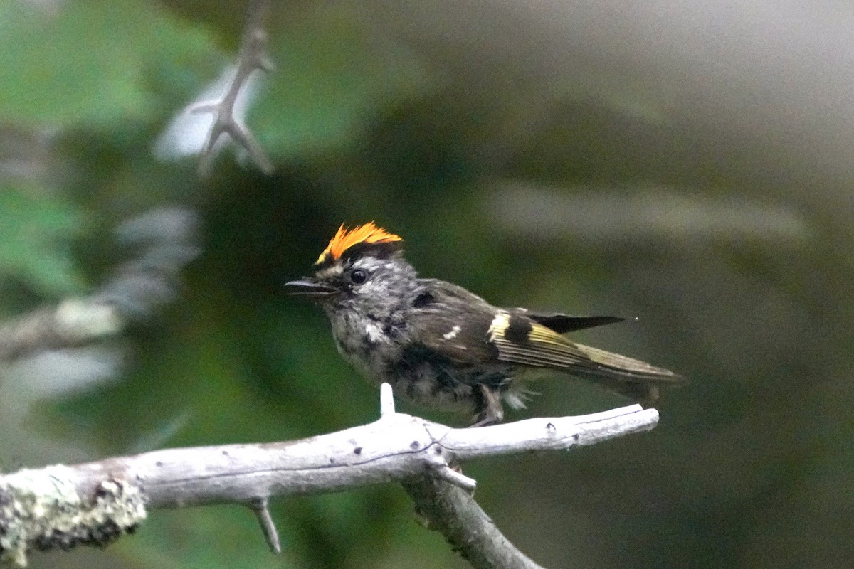 Golden-crowned Kinglet - ML638614738