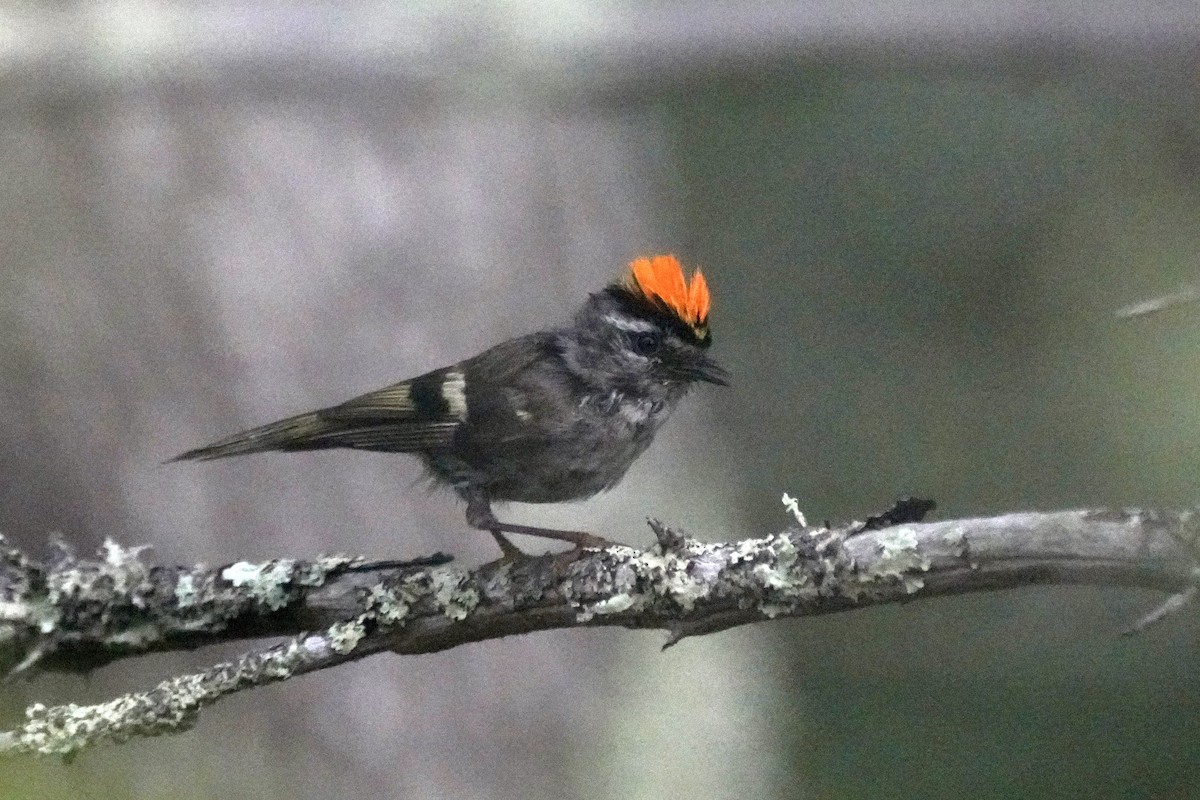 Golden-crowned Kinglet - ML638614739