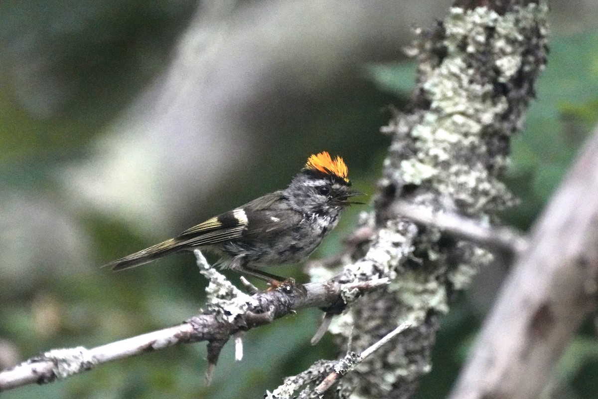 Golden-crowned Kinglet - ML638614741