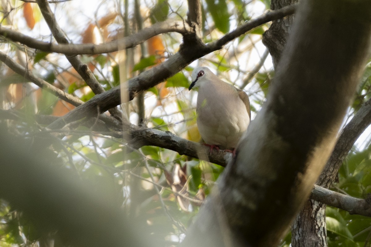 Caribbean Dove - ML638614748