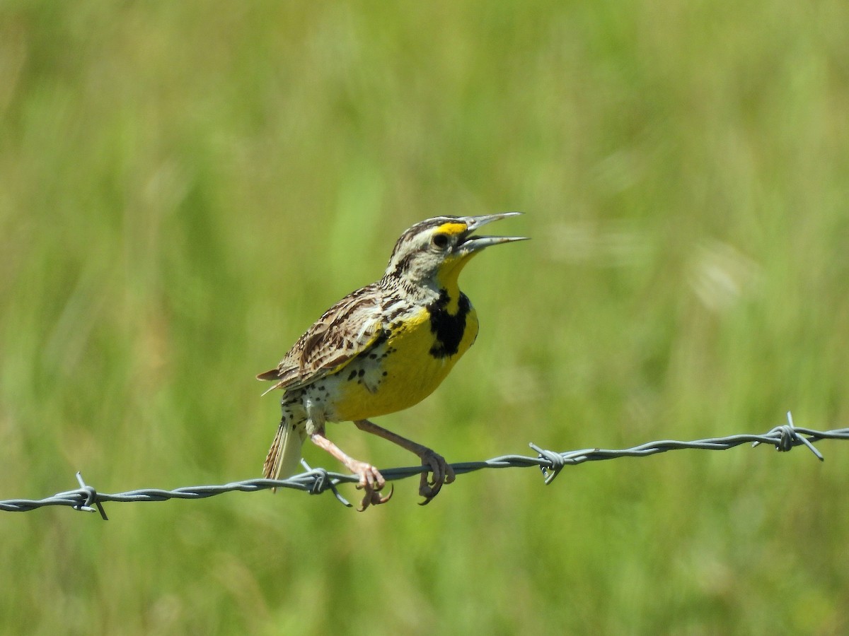 Western Meadowlark - ML638614750