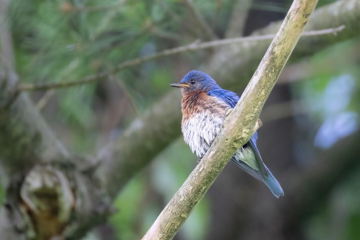 Eastern Bluebird - ML638614780