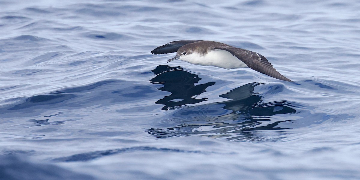 Galapagos Shearwater - ML638614792