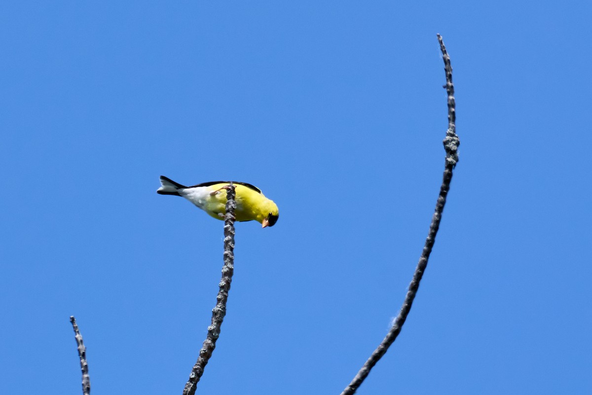 American Goldfinch - ML638614824
