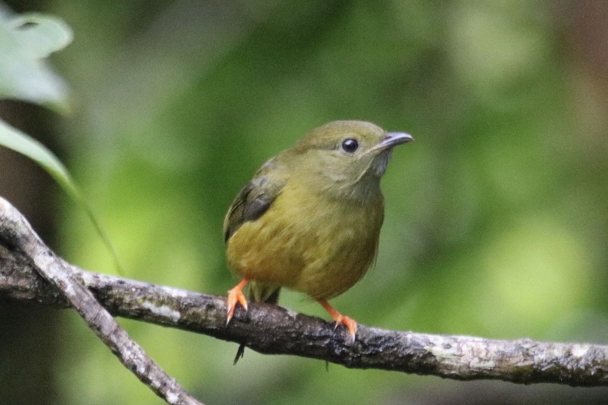 White-collared Manakin - ML638614861