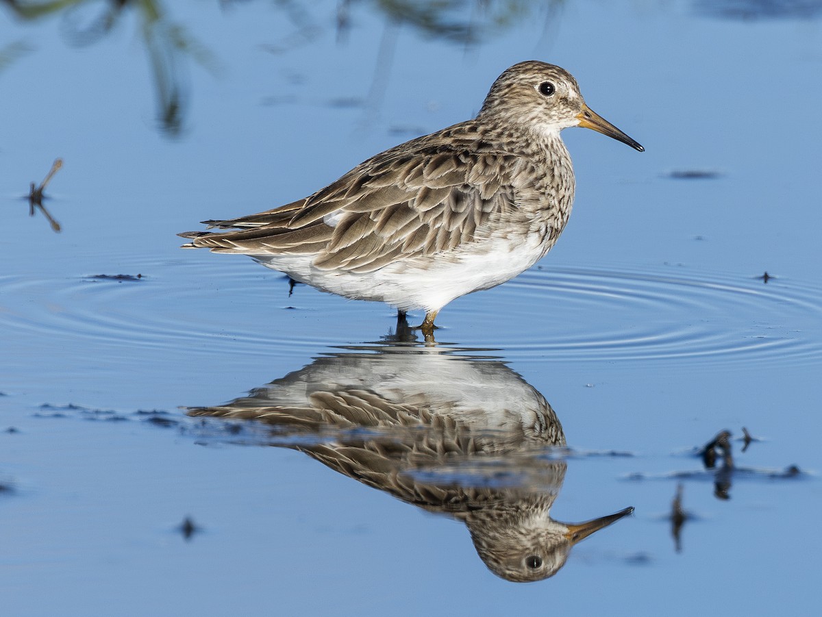Pectoral Sandpiper - ML638614874