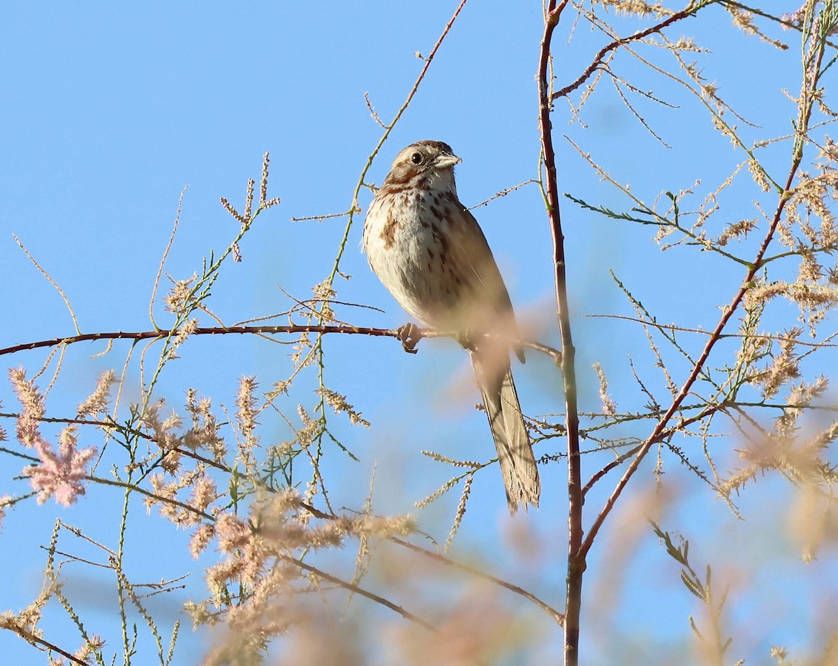 Song Sparrow - ML638614876