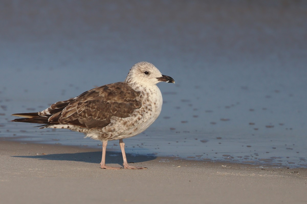 Lesser Black-backed Gull - ML638614895