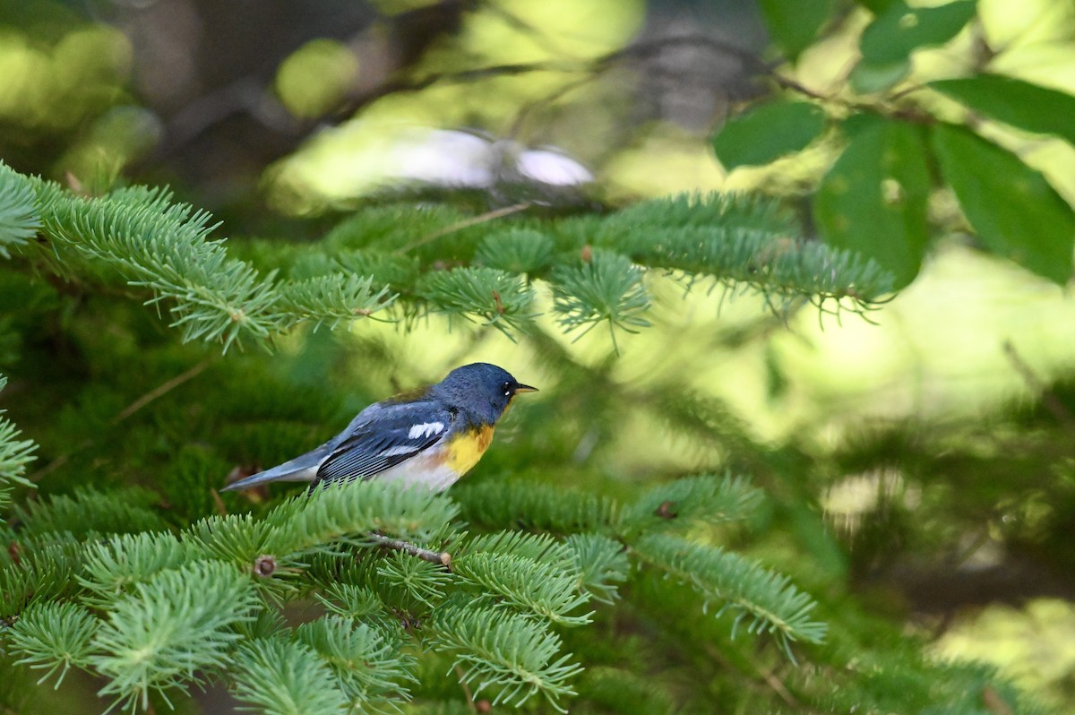 Northern Parula - ML638614992
