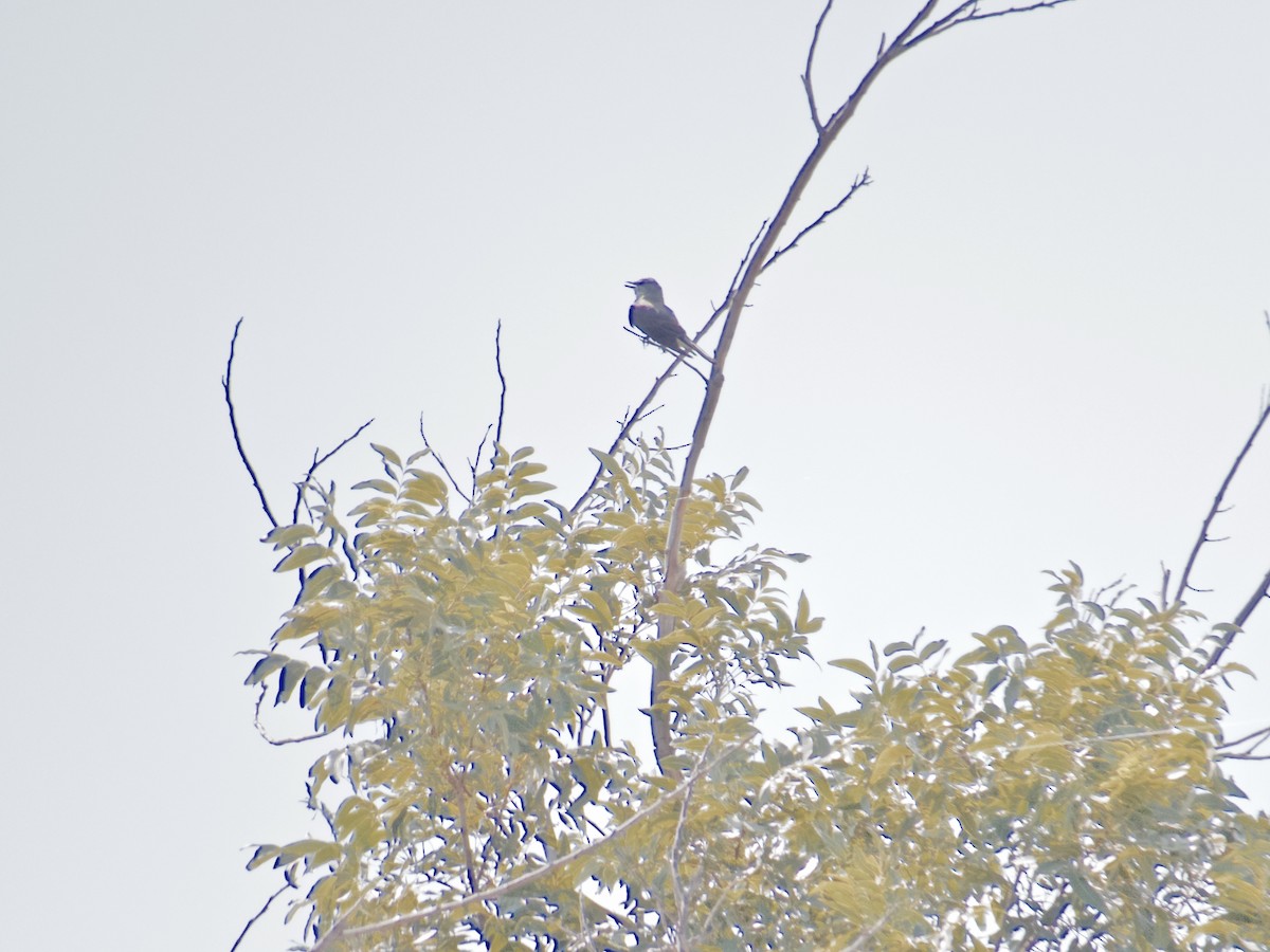 Western Kingbird - ML63861501