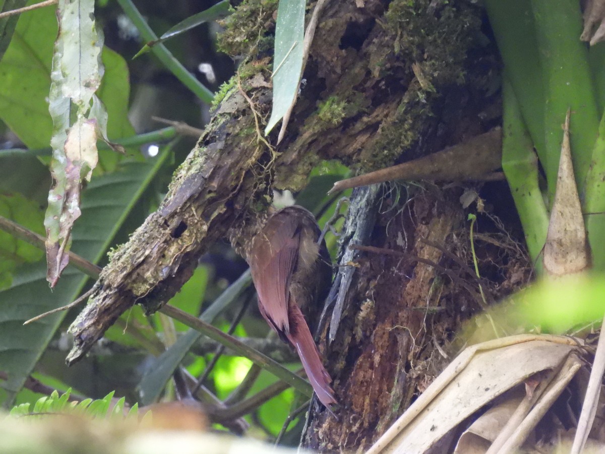 Brown-billed Scythebill - ML638615023