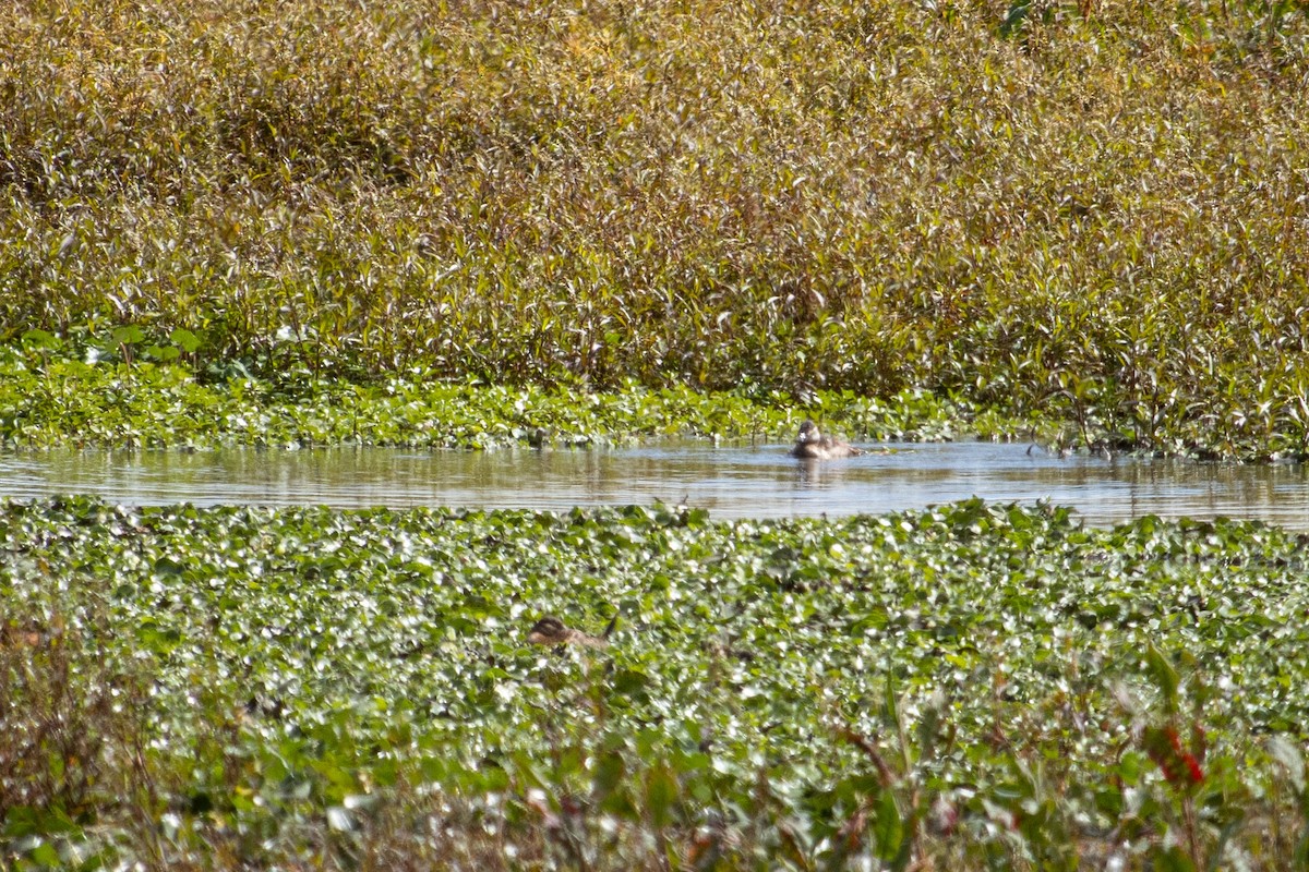 Andean Duck - ML638615041