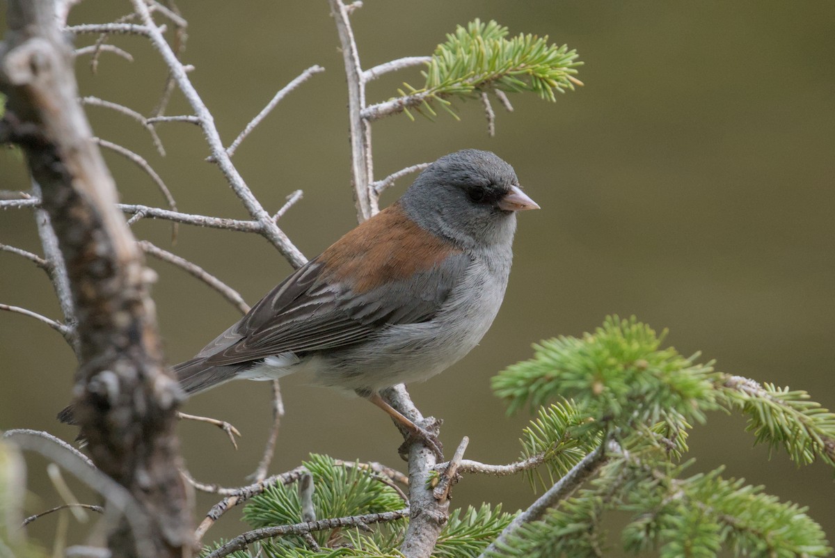 Dark-eyed Junco - ML638615074