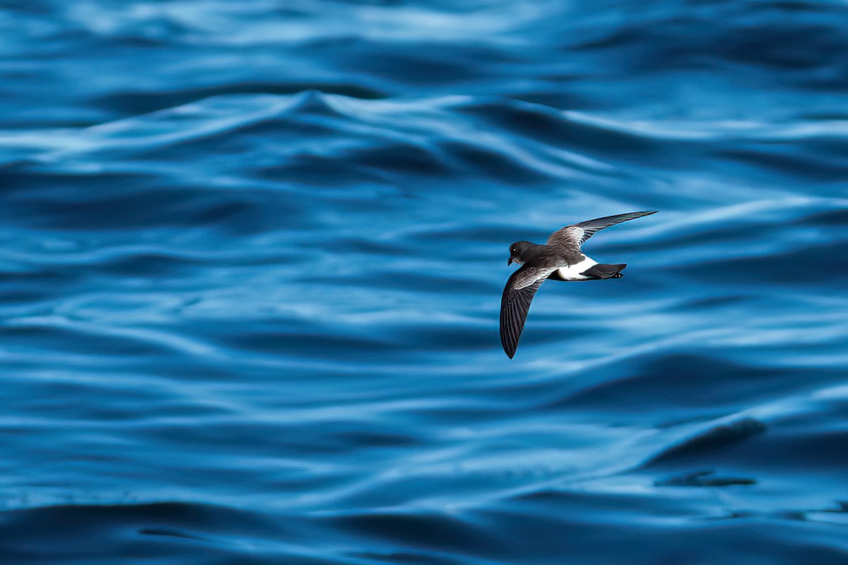 Pincoya Storm-Petrel - ML638615075