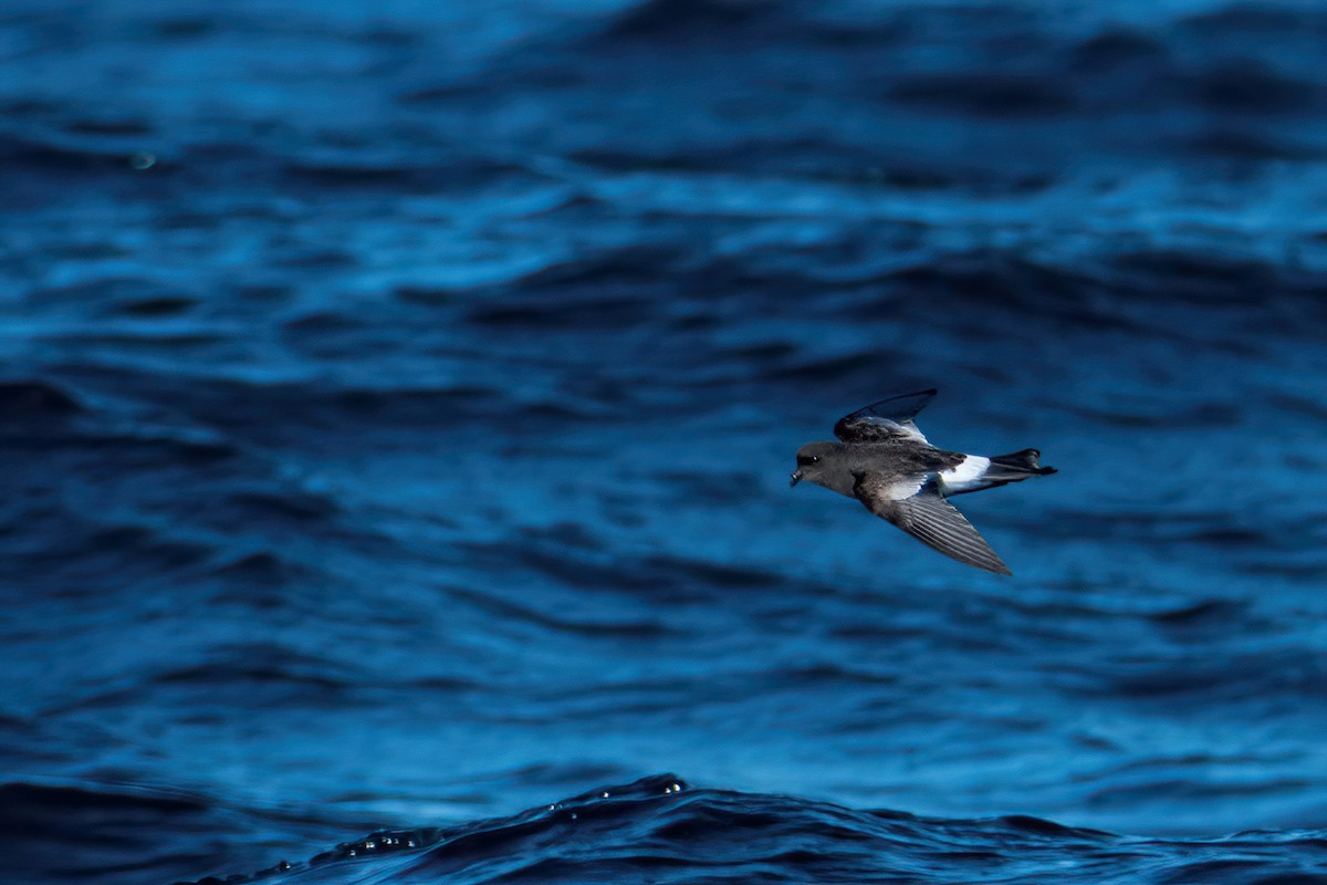 Pincoya Storm-Petrel - ML638615076