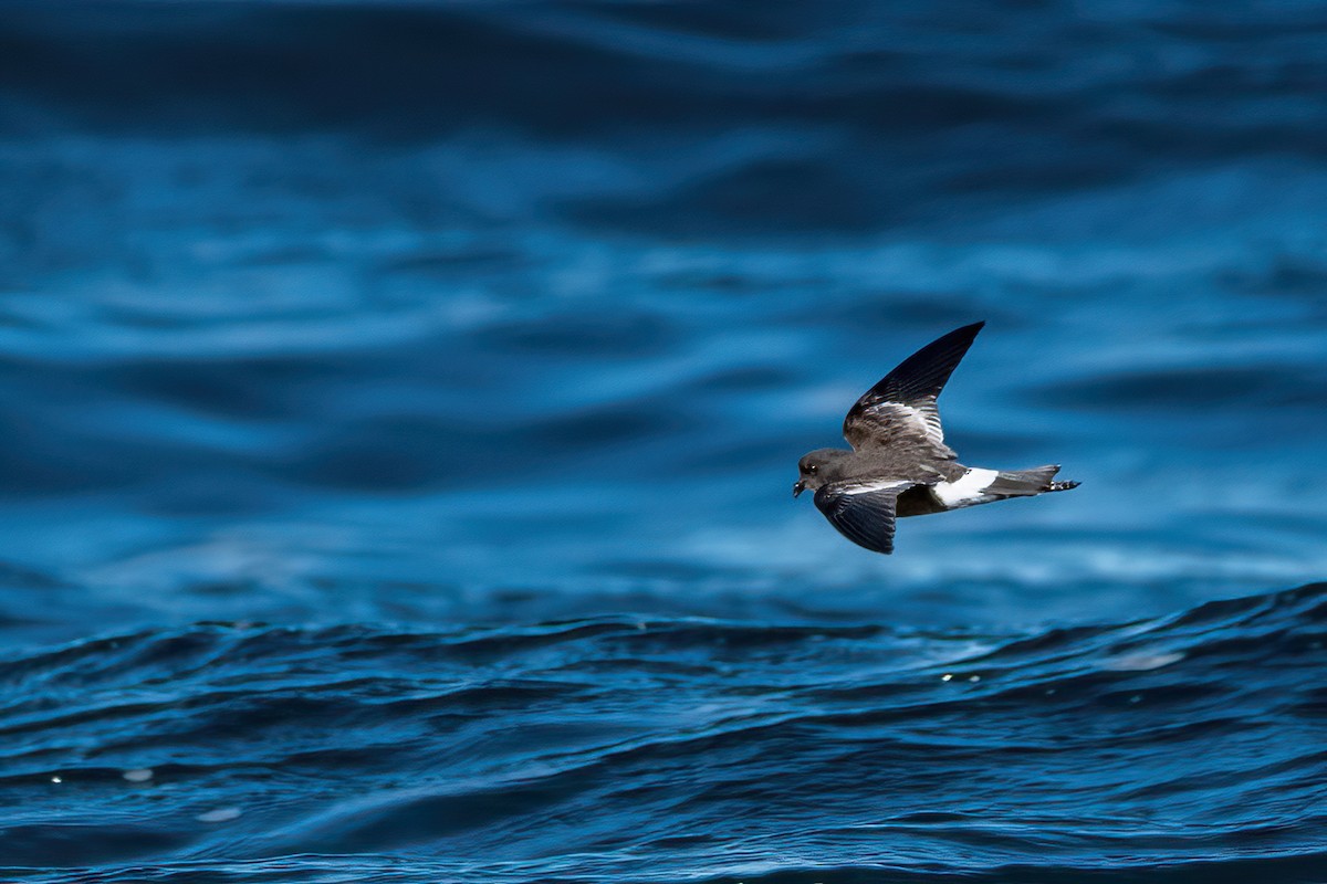 Pincoya Storm-Petrel - ML638615077