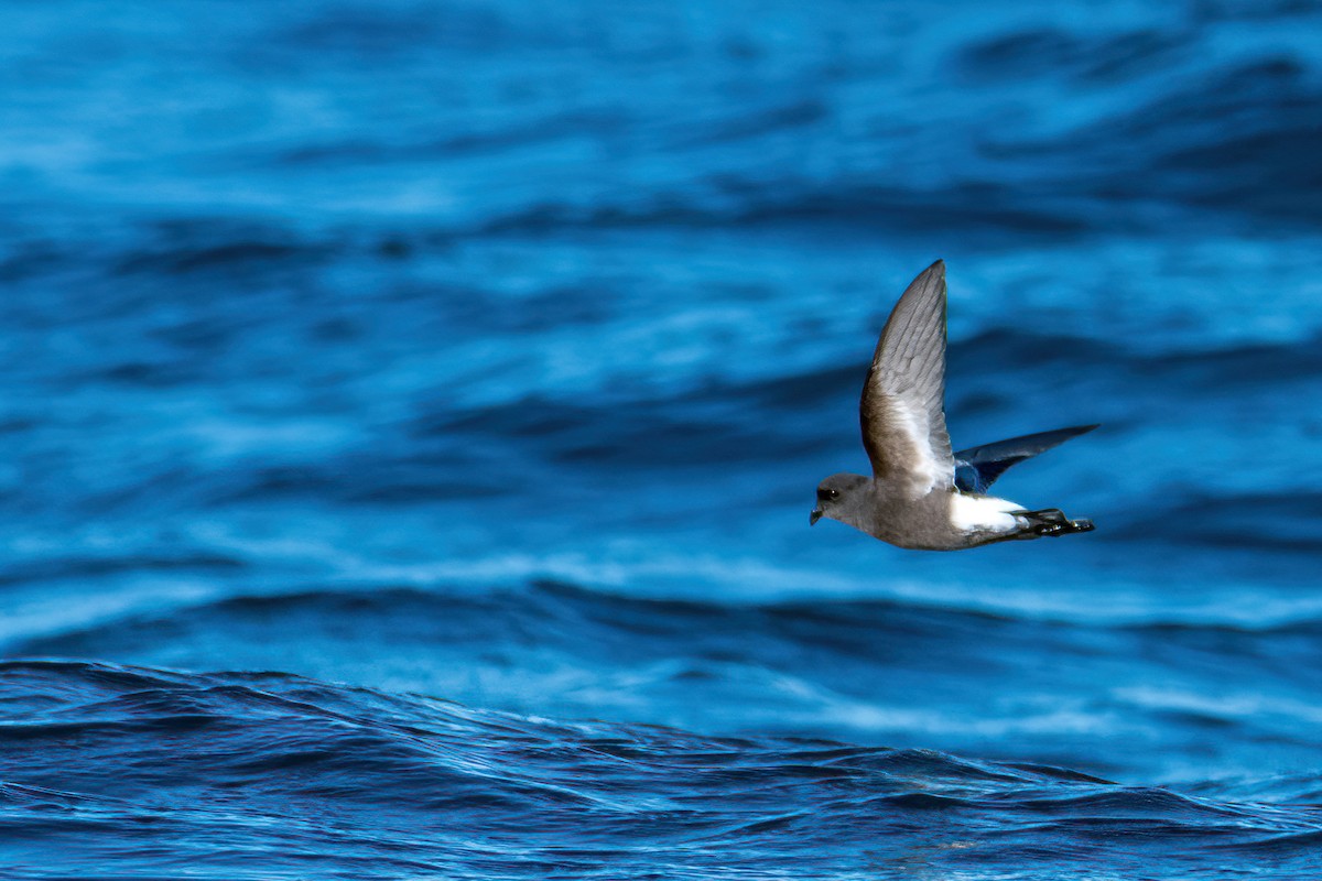 Pincoya Storm-Petrel - ML638615078