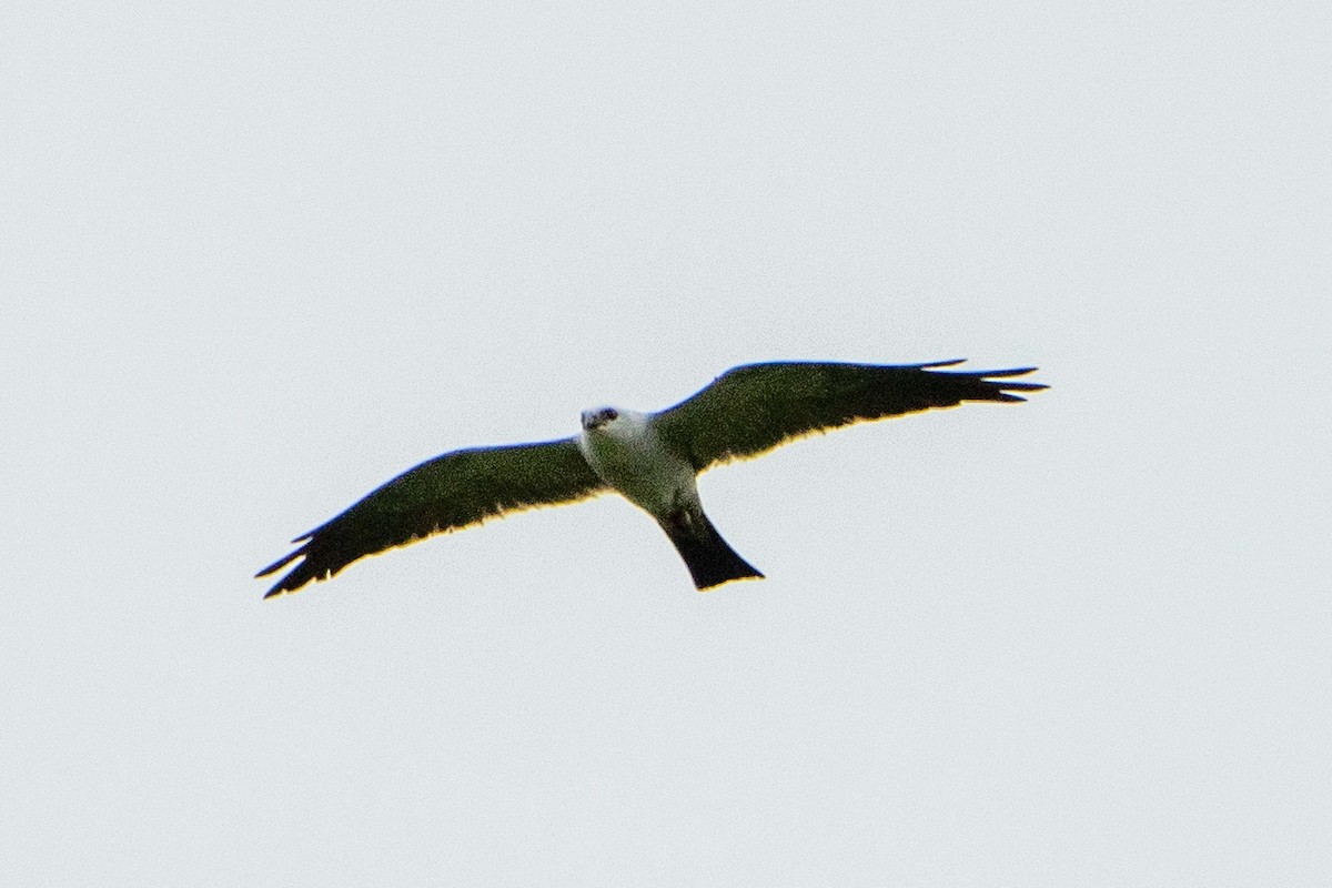 Mississippi Kite - ML638615089