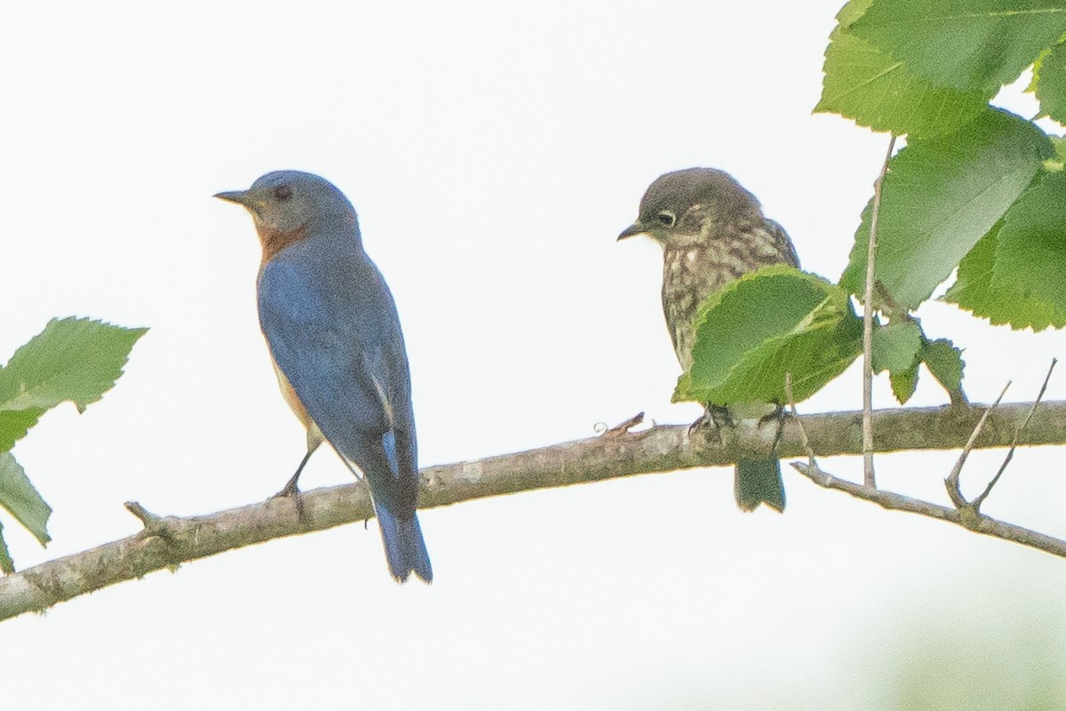 Eastern Bluebird - ML638615096
