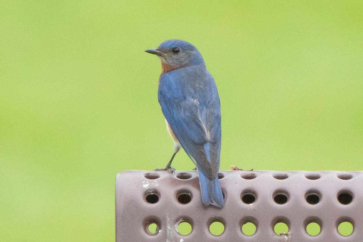 Eastern Bluebird - ML638615098