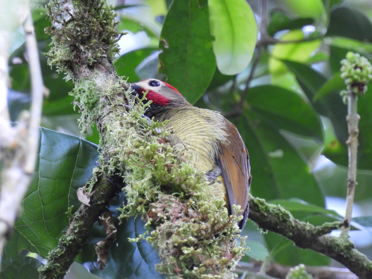 Golden-olive Woodpecker - ML638615104
