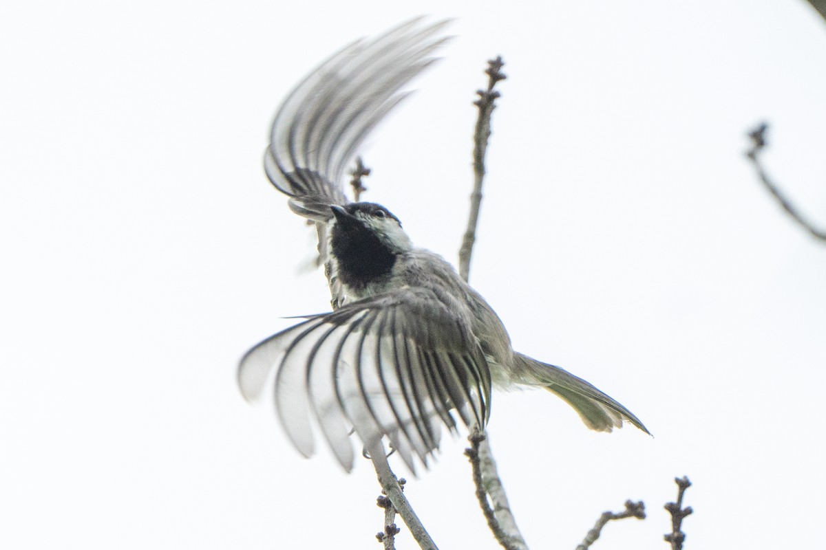 Carolina Chickadee - ML638615107