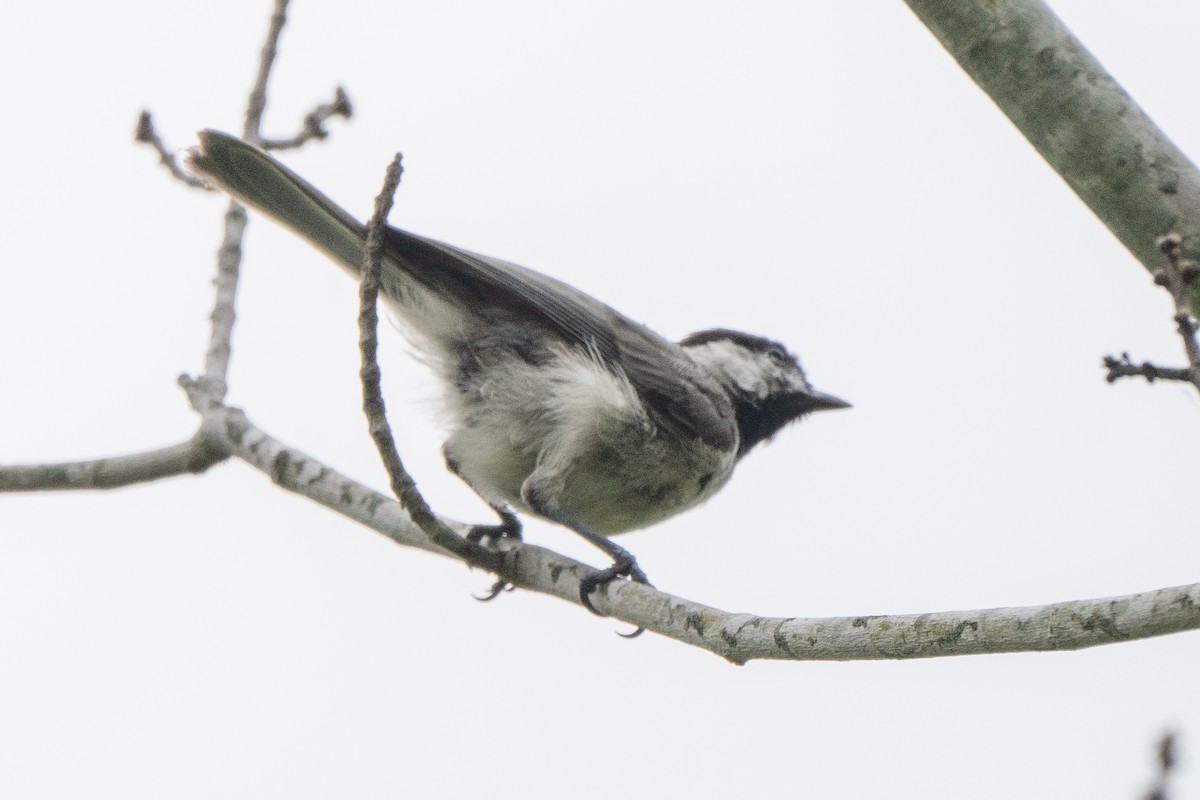 Carolina Chickadee - ML638615108