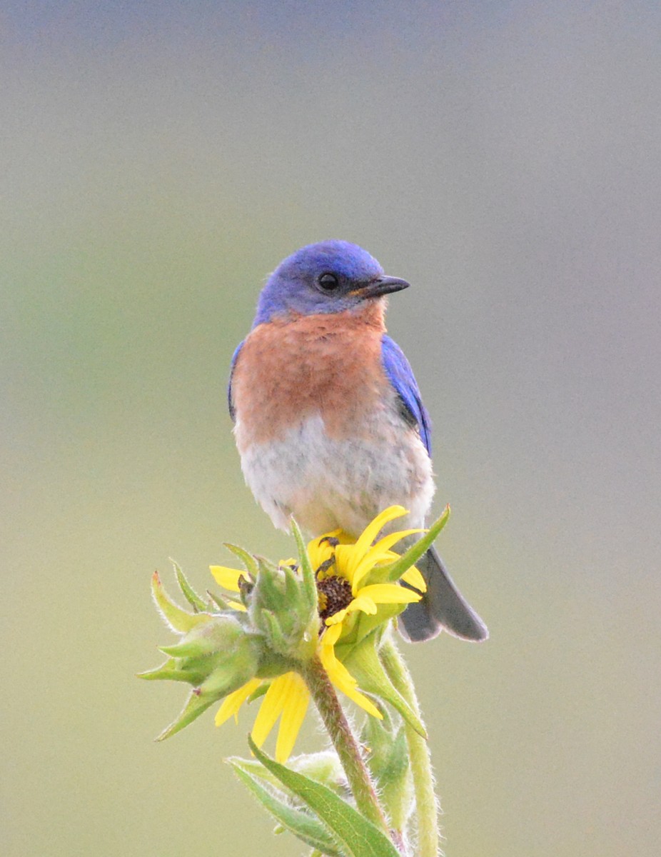 Eastern Bluebird - ML638615149