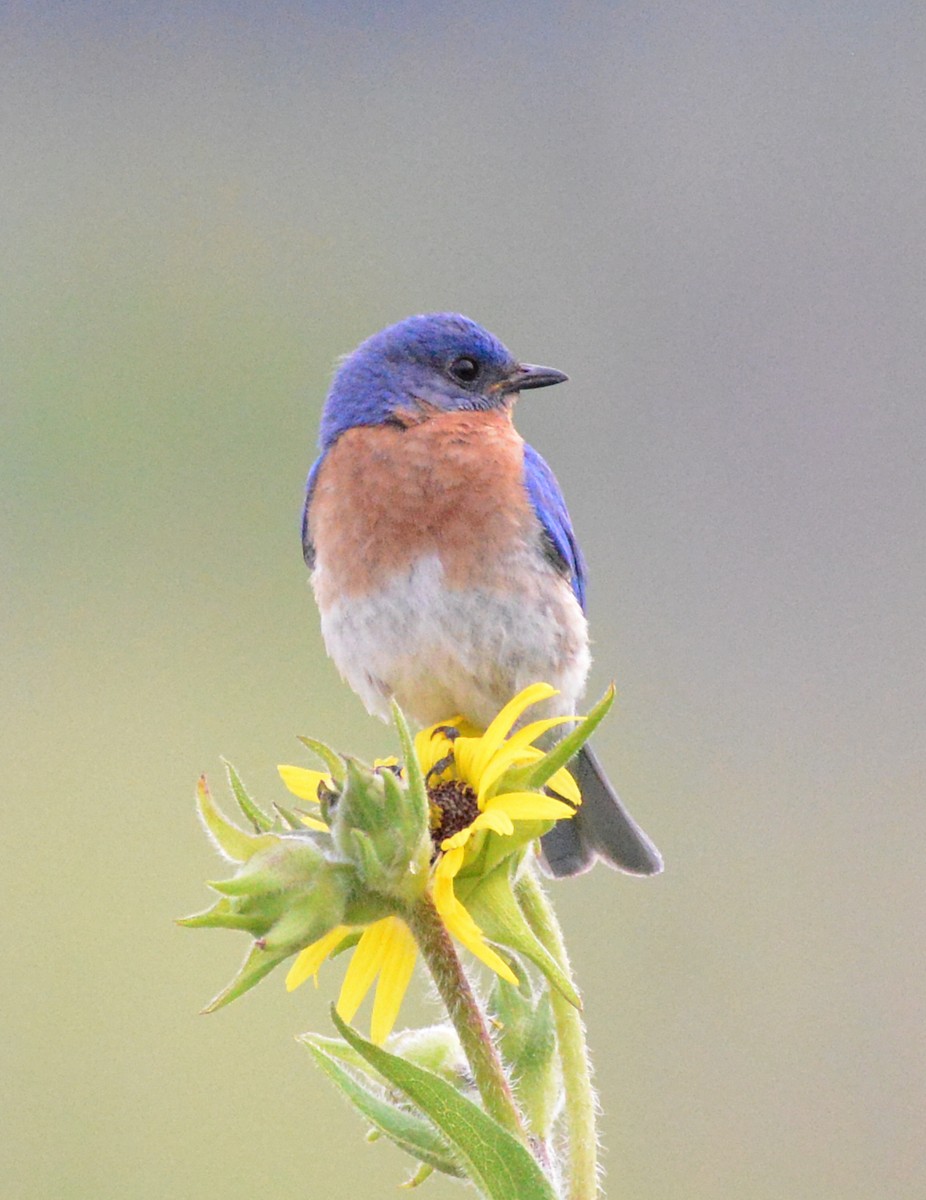 Eastern Bluebird - ML638615154