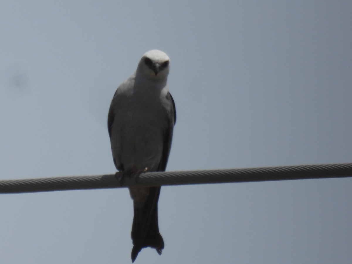 Mississippi Kite - ML638615184