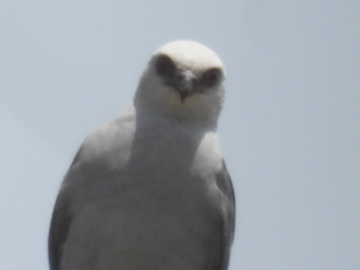 Mississippi Kite - ML638615193