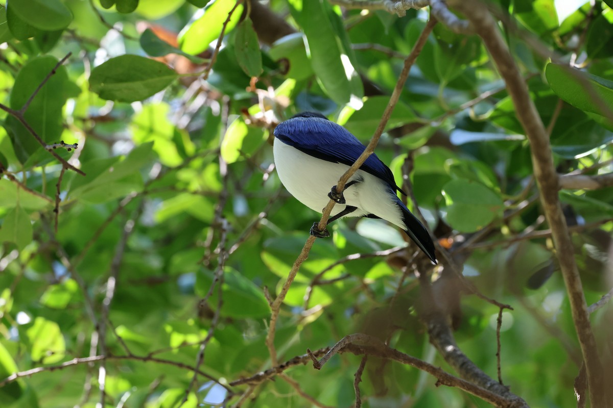 Madagascar Blue Vanga - ML638615236
