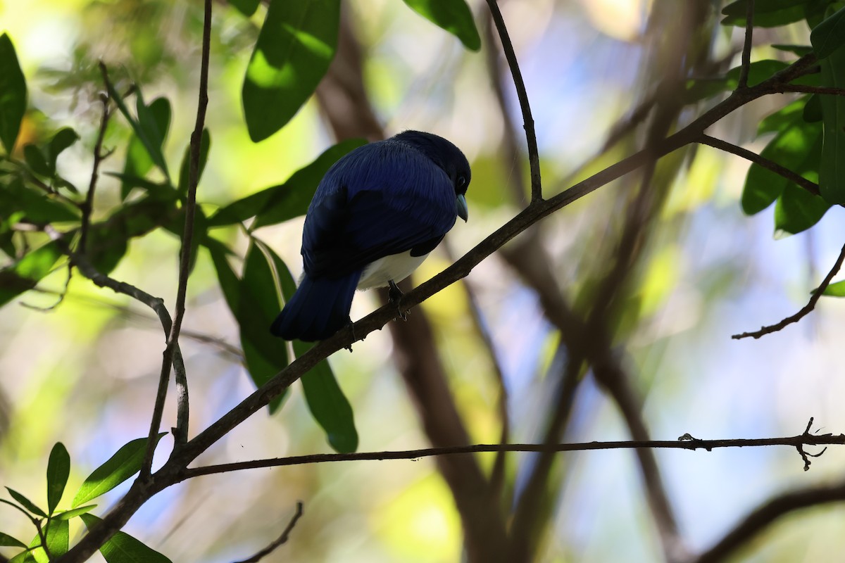 Madagascar Blue Vanga - ML638615248