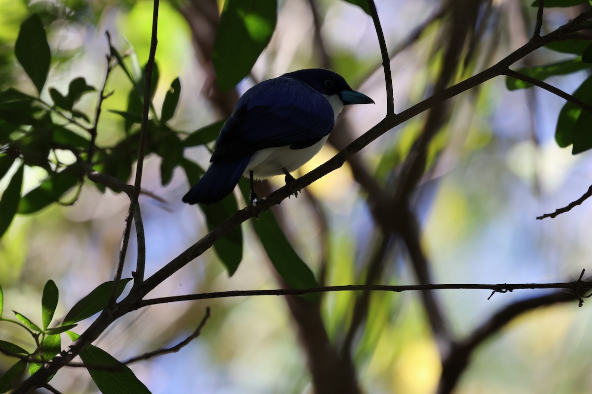 Madagascar Blue Vanga - ML638615263