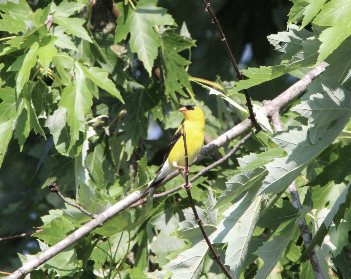 American Goldfinch - ML638615270