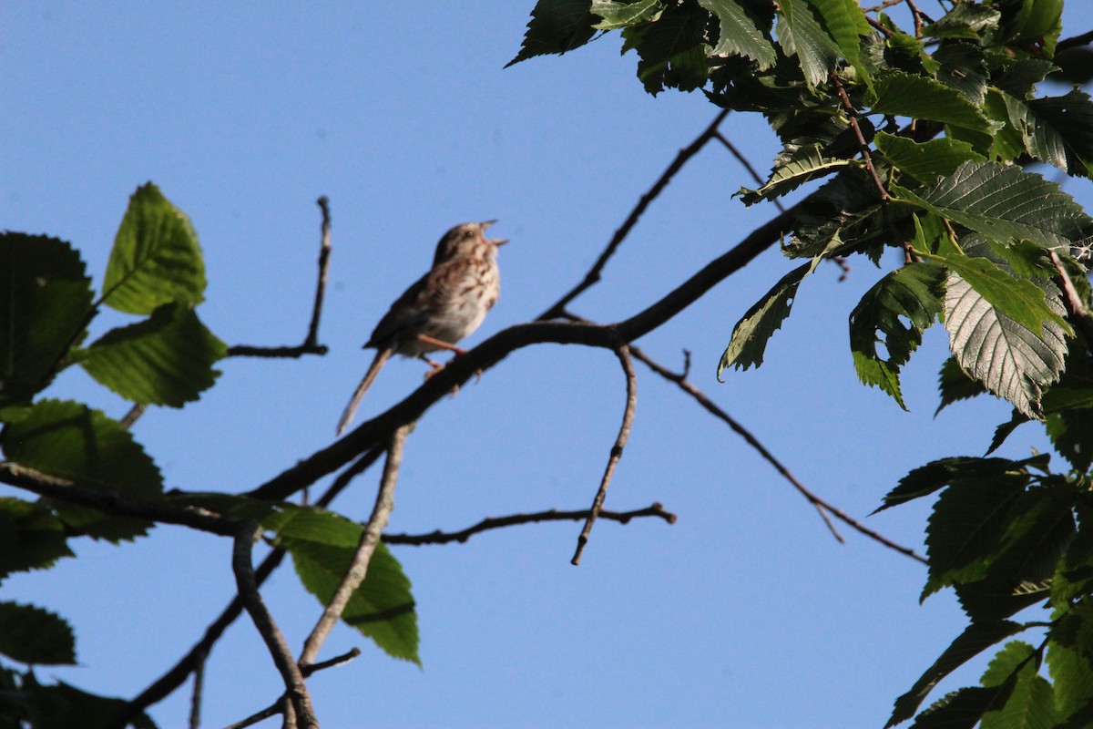 Song Sparrow - ML638615280