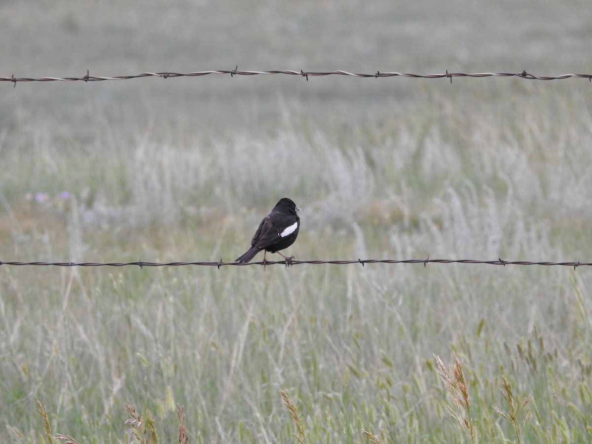 Lark Bunting - ML638615308