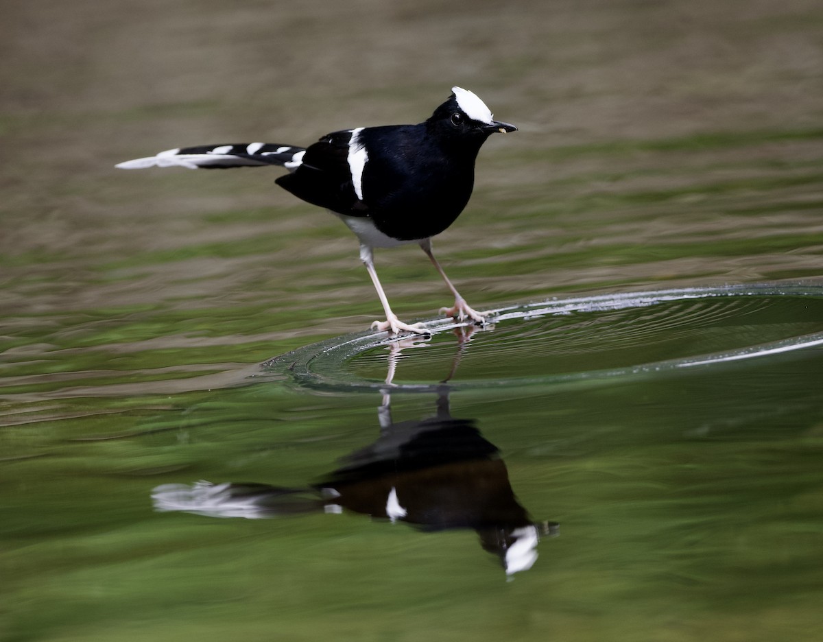 White-crowned Forktail (Javan) - ML638615312