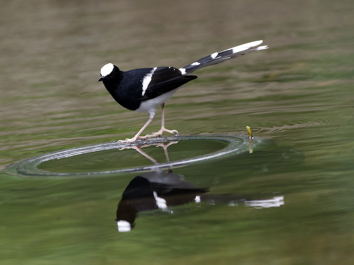 White-crowned Forktail (Javan) - ML638615313