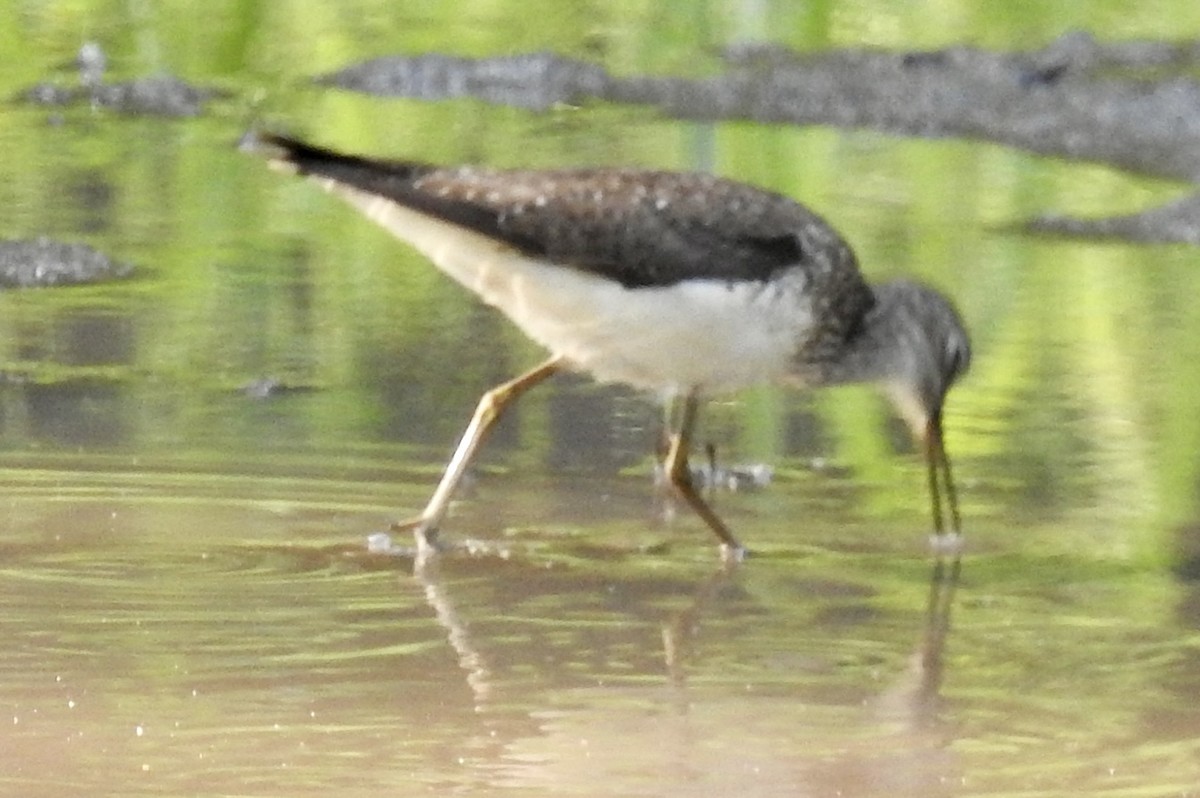 Einsiedelwasserläufer - ML638615317